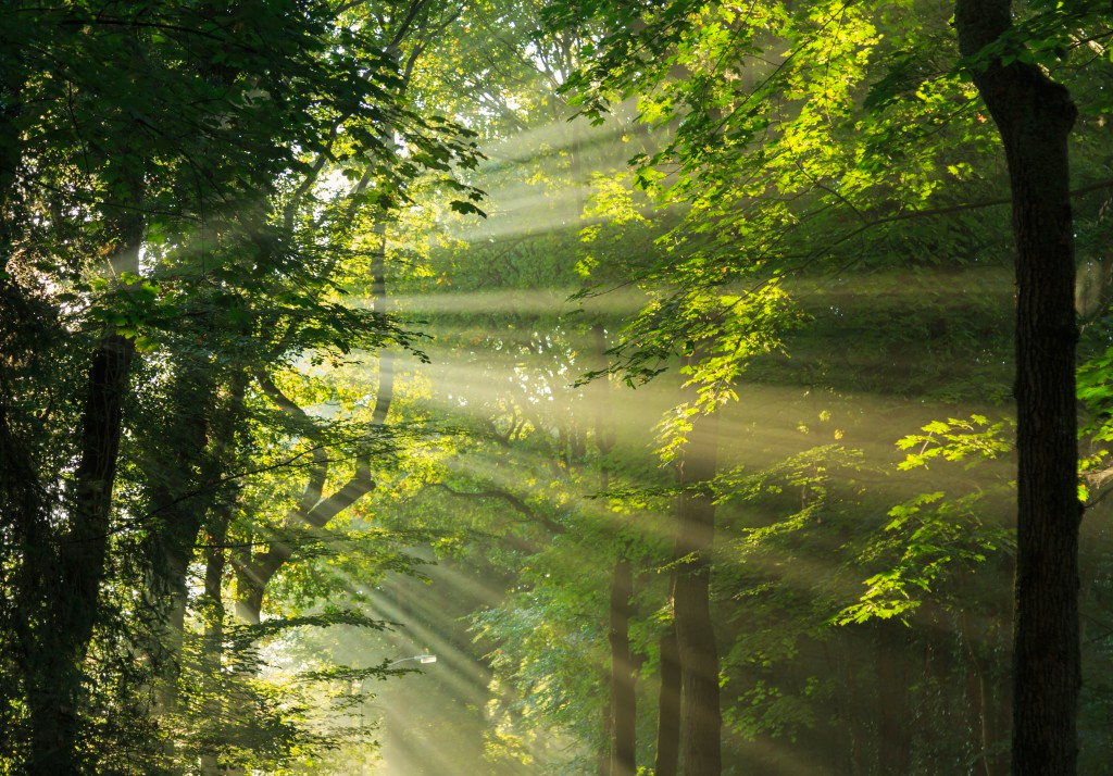 trees